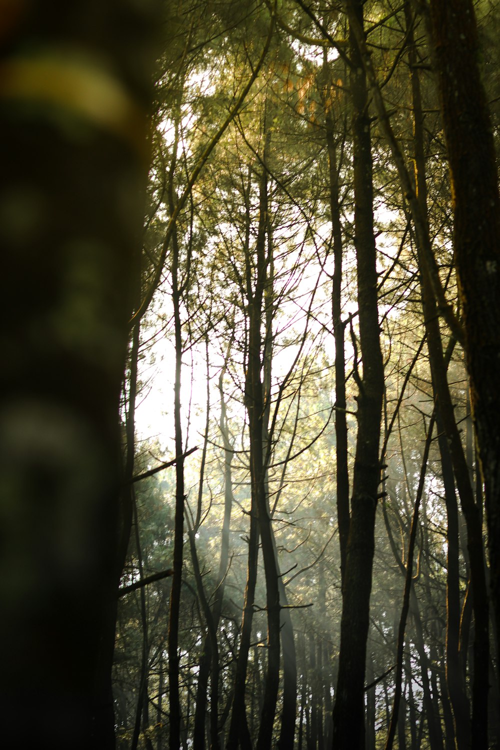 a forest filled with lots of tall trees