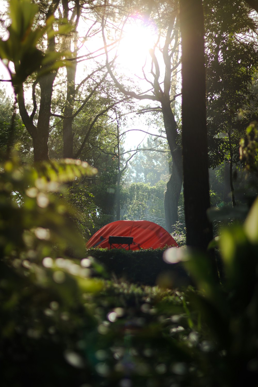 ein roter Regenschirm, der mitten im Wald sitzt