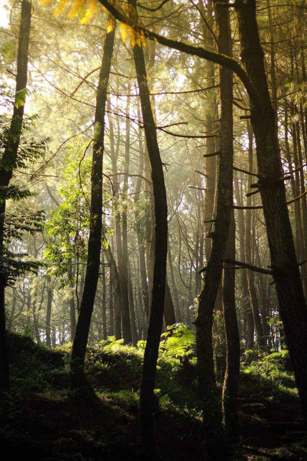 a forest filled with lots of tall trees