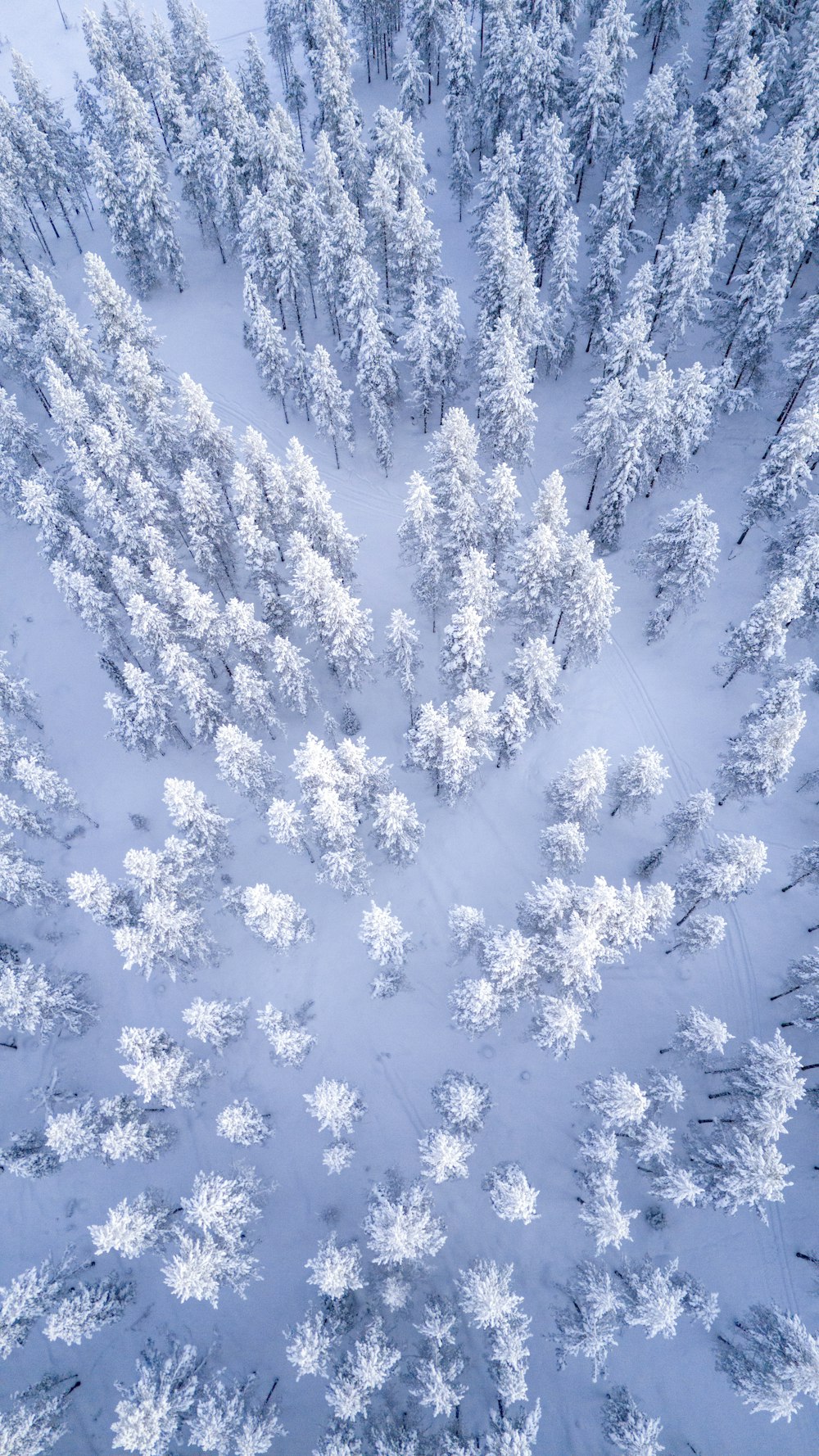 an aerial view of a snow covered forest