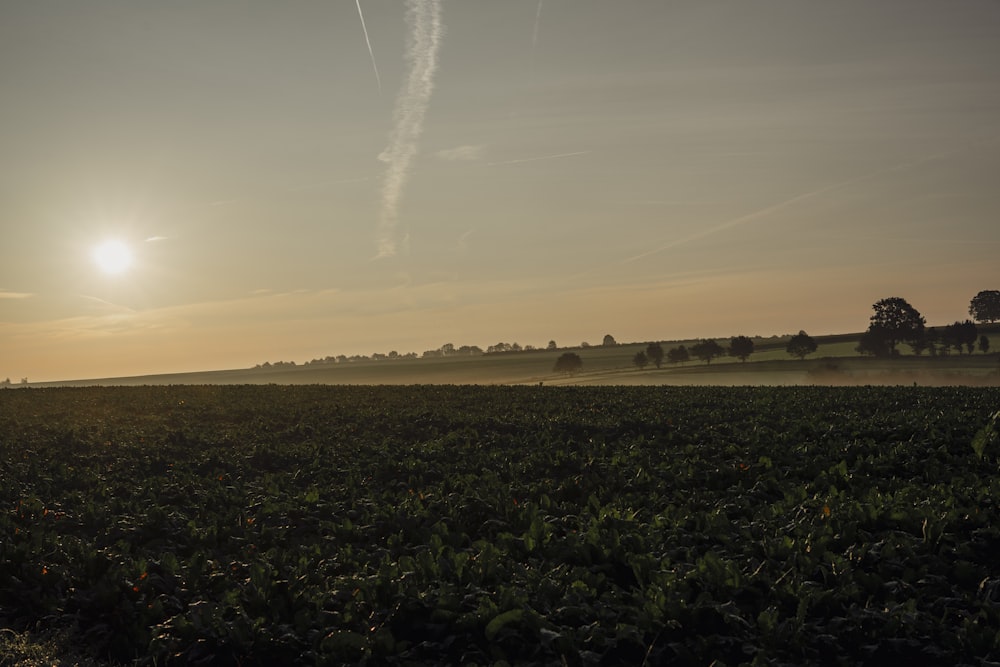 the sun is setting over a field of crops