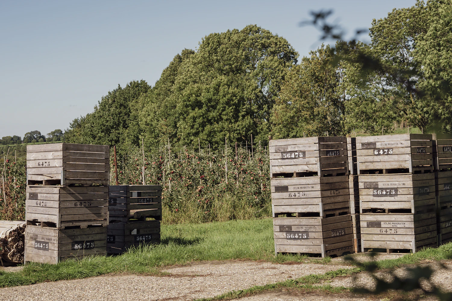 Stacks of empty wooden orchard crates beside a hedge