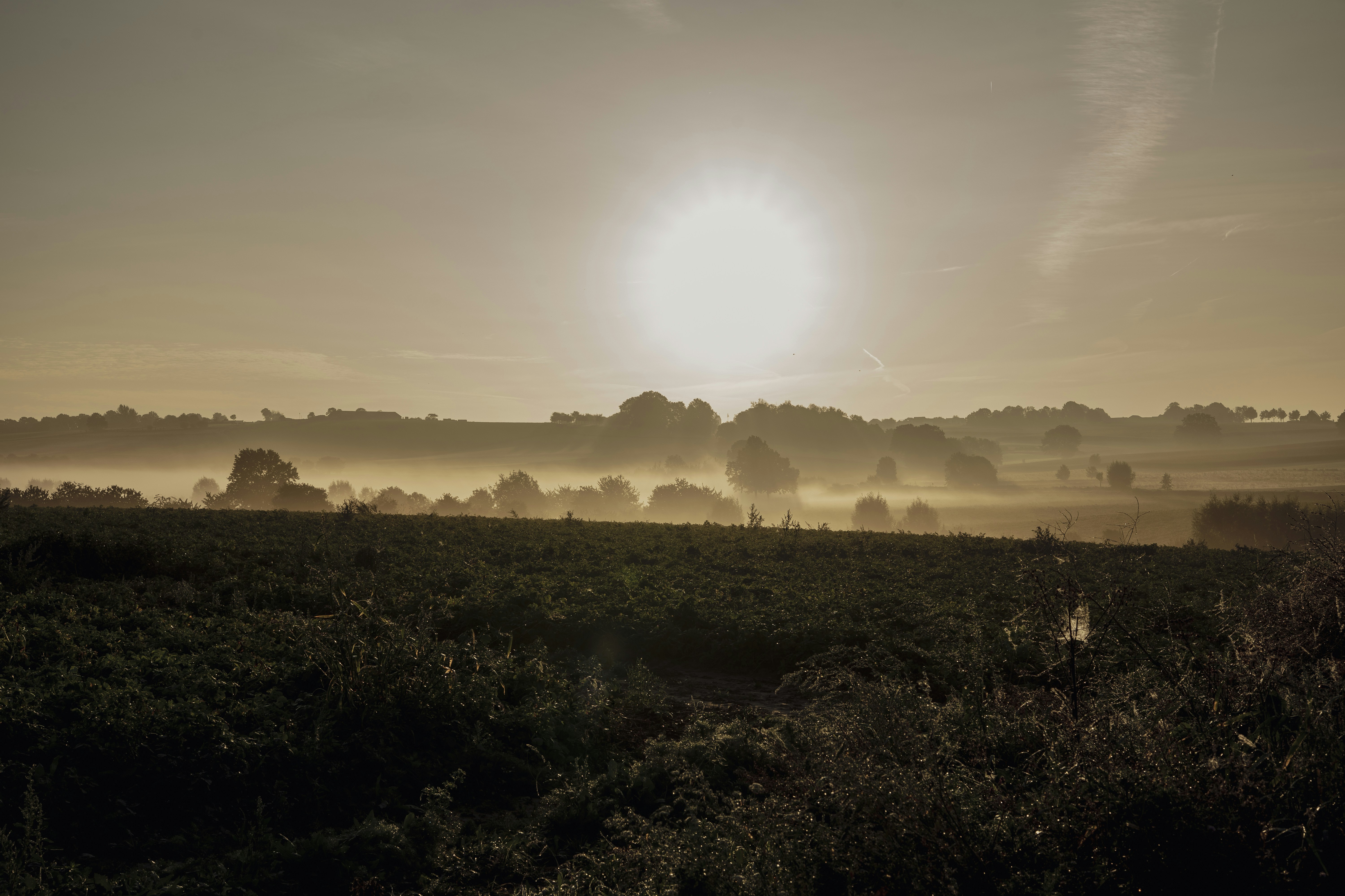 Afbeelding van Sint Geertruid