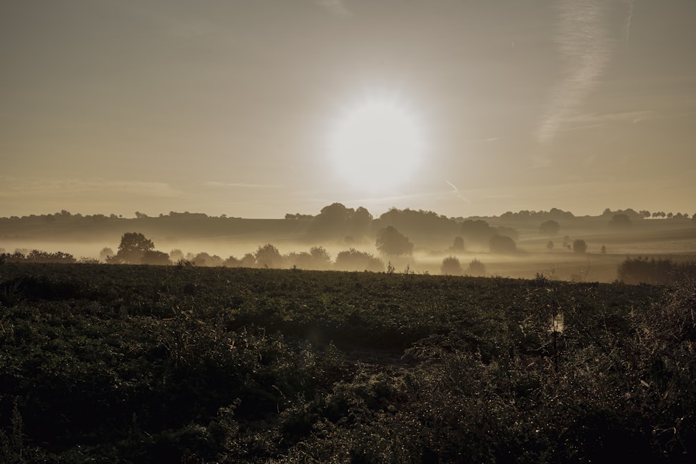 a foggy field with trees and a sun in the distance
