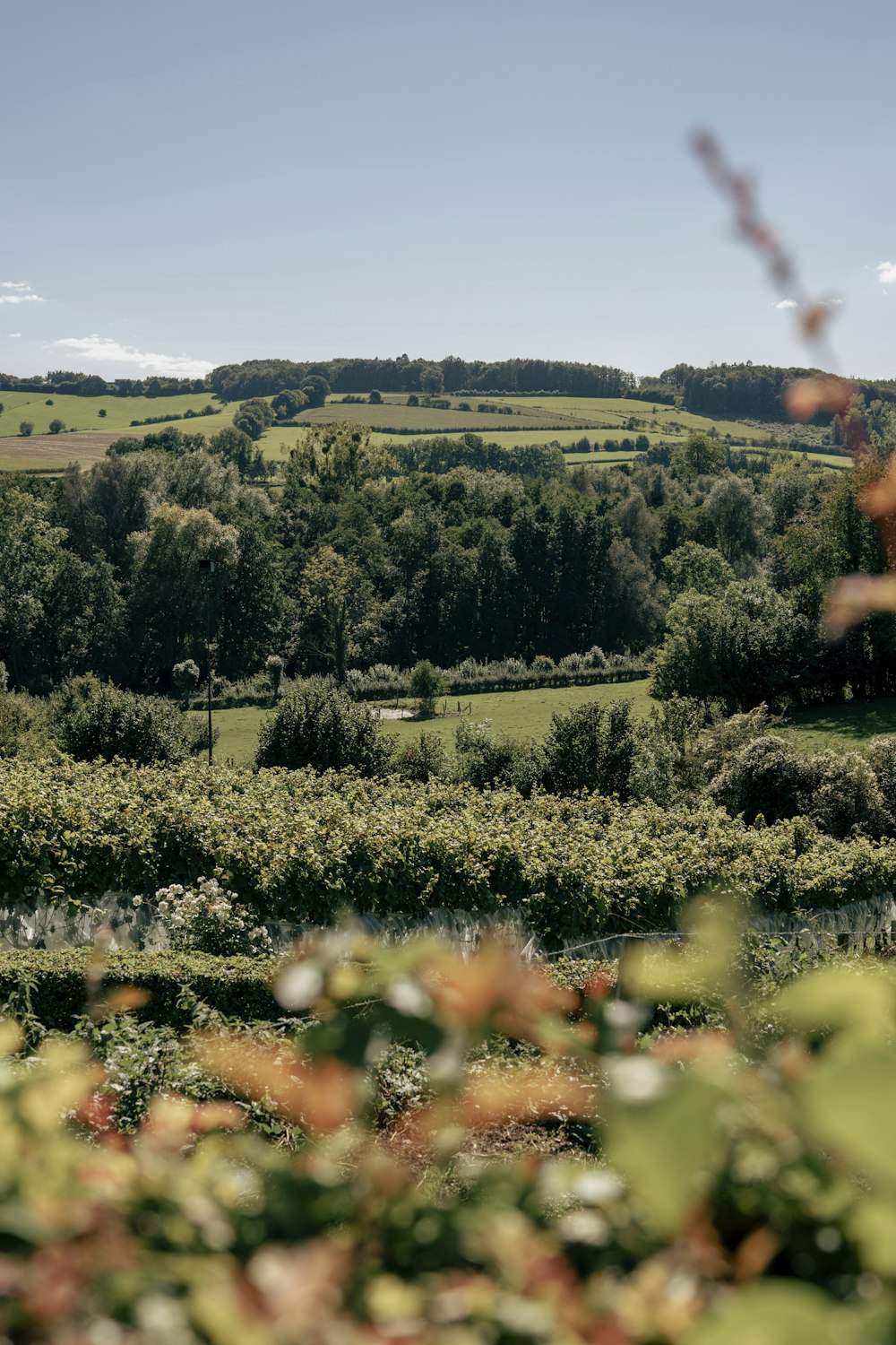 a view of a lush green field with trees in the background