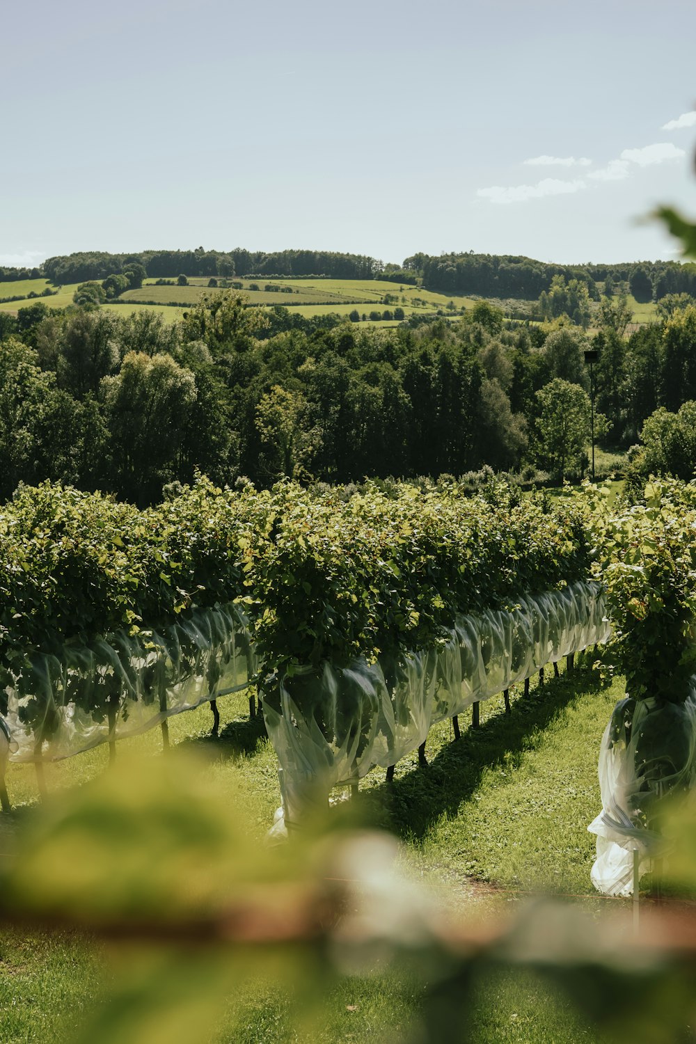 a large field of green plants with trees in the background