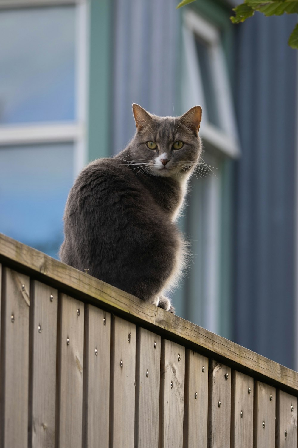 a cat sitting on top of a wooden fence
