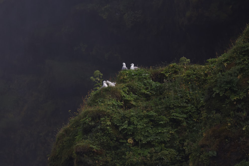 a group of birds sitting on top of a lush green hillside