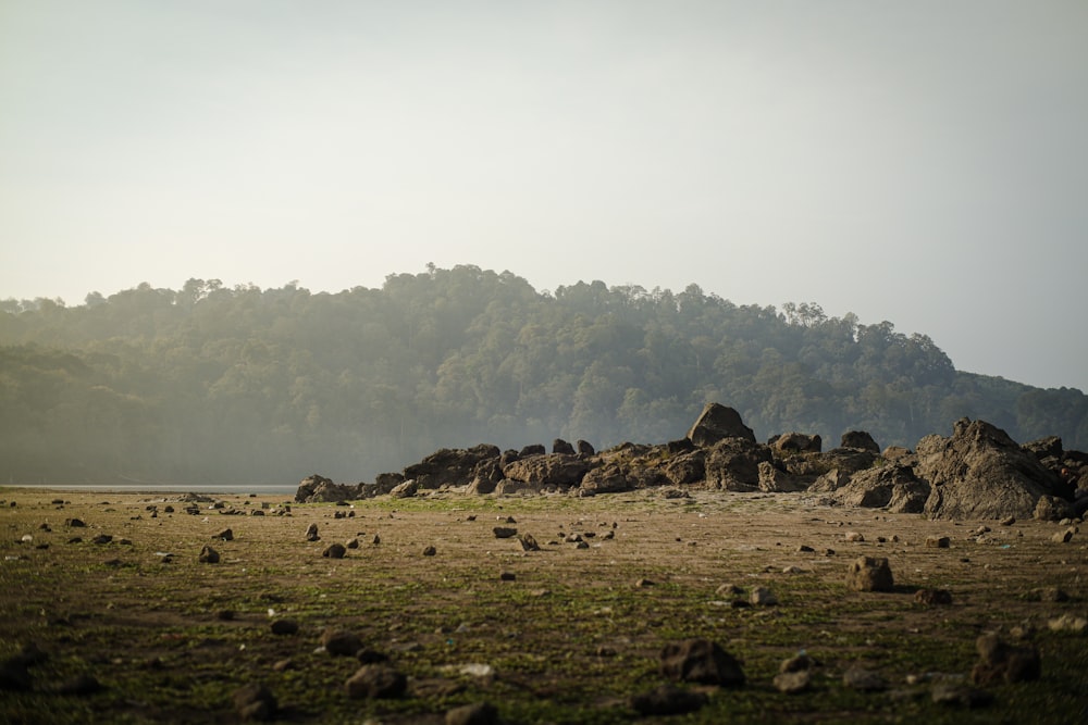 a grassy field with rocks and trees in the background