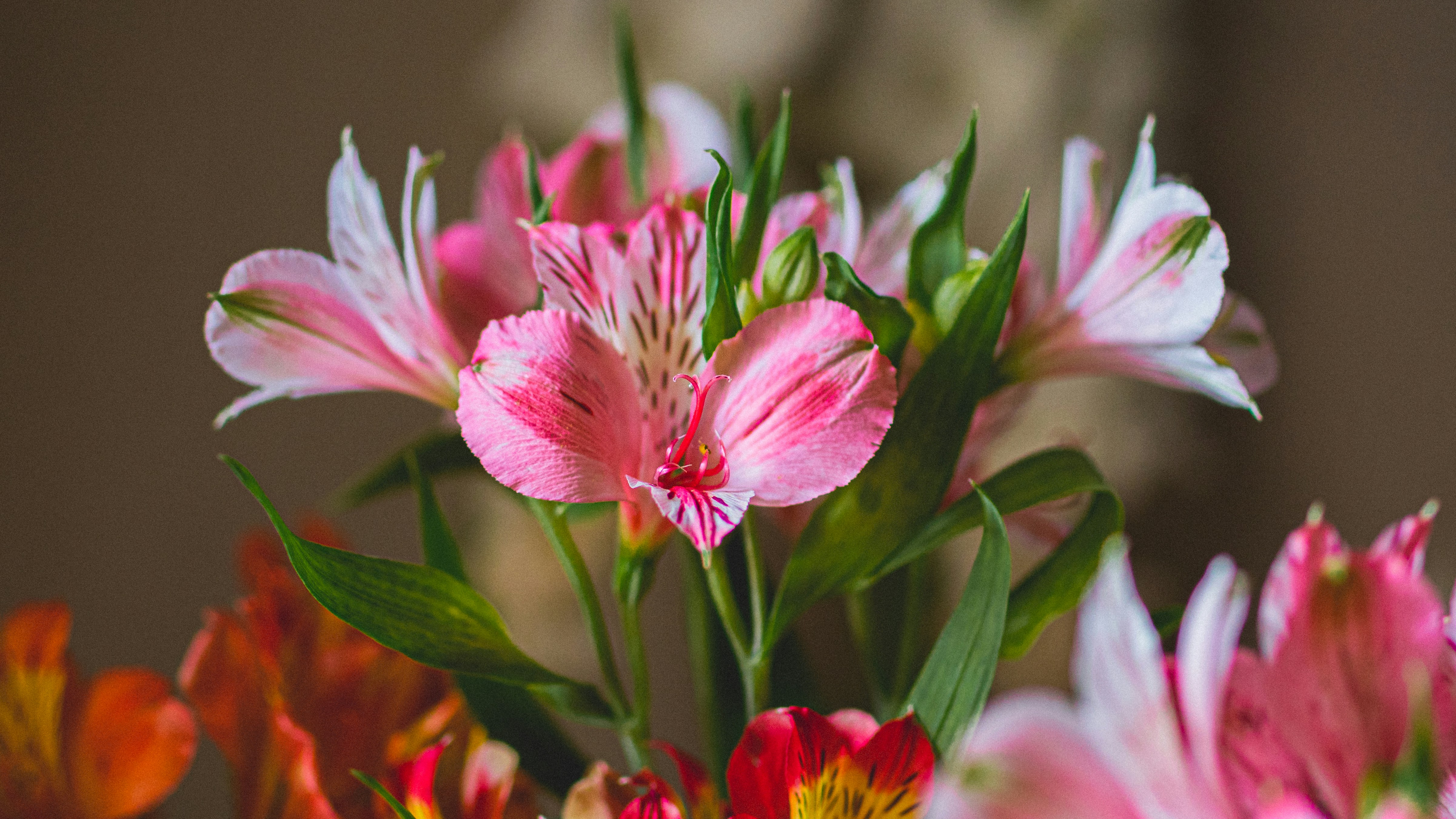 Photo by sentimaprinco