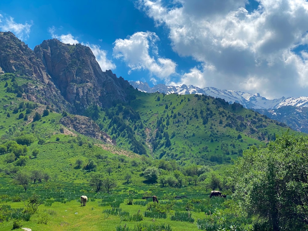 a grassy field with mountains in the background