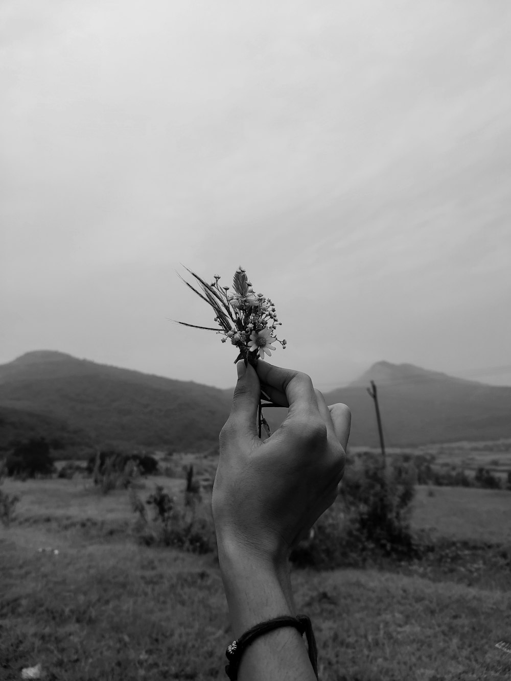 a hand holding a plant in the middle of a field