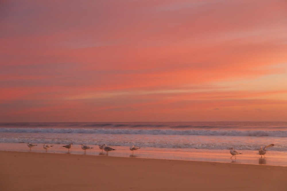 a flock of birds standing on top of a sandy beach