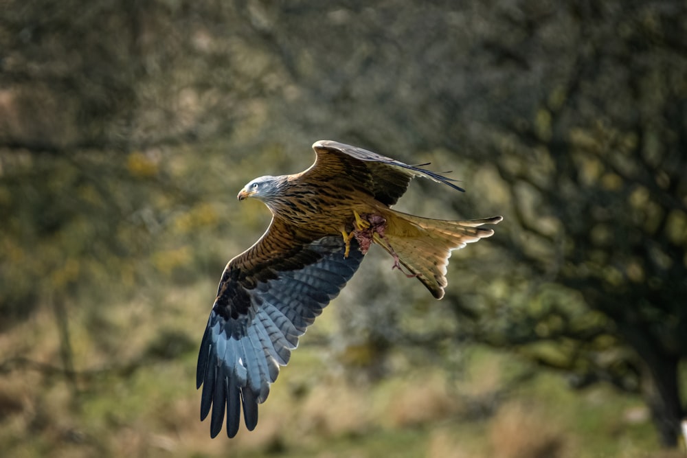 a large bird flying through a forest filled with trees