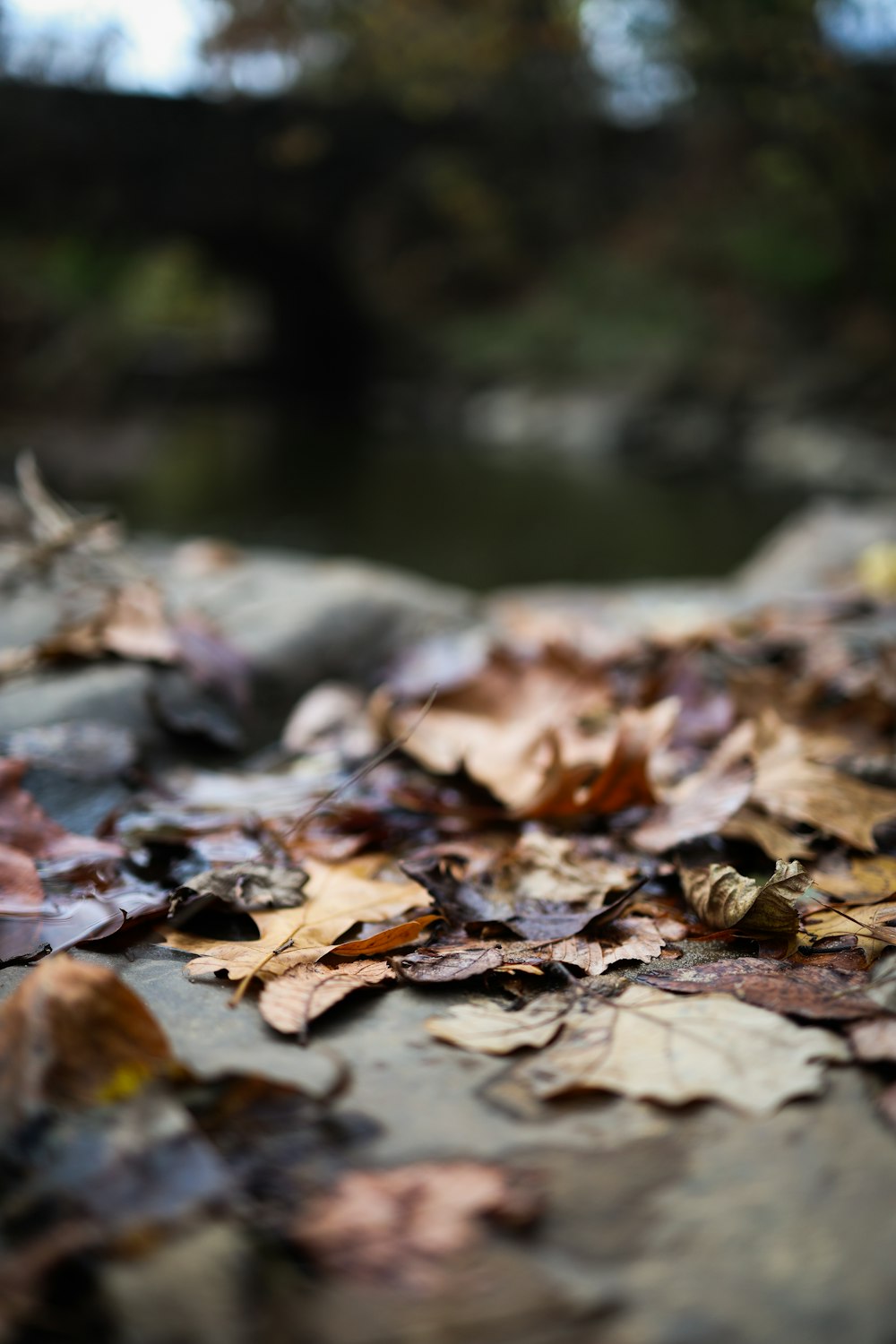 a bunch of leaves that are on the ground