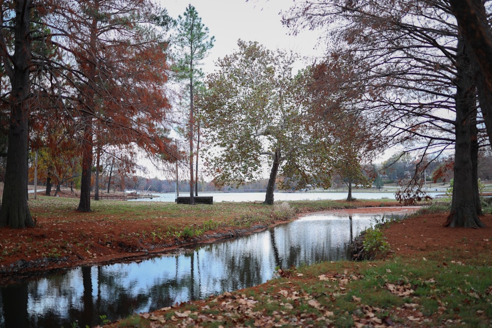 a small stream running through a park surrounded by trees