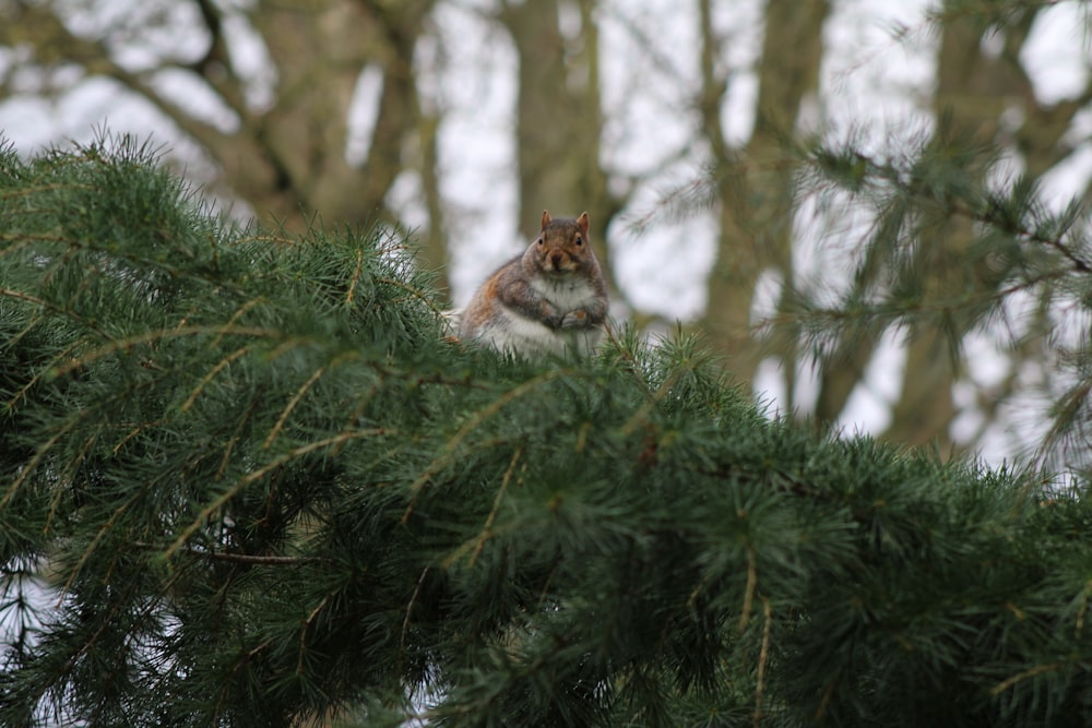 a squirrel sitting on top of a pine tree