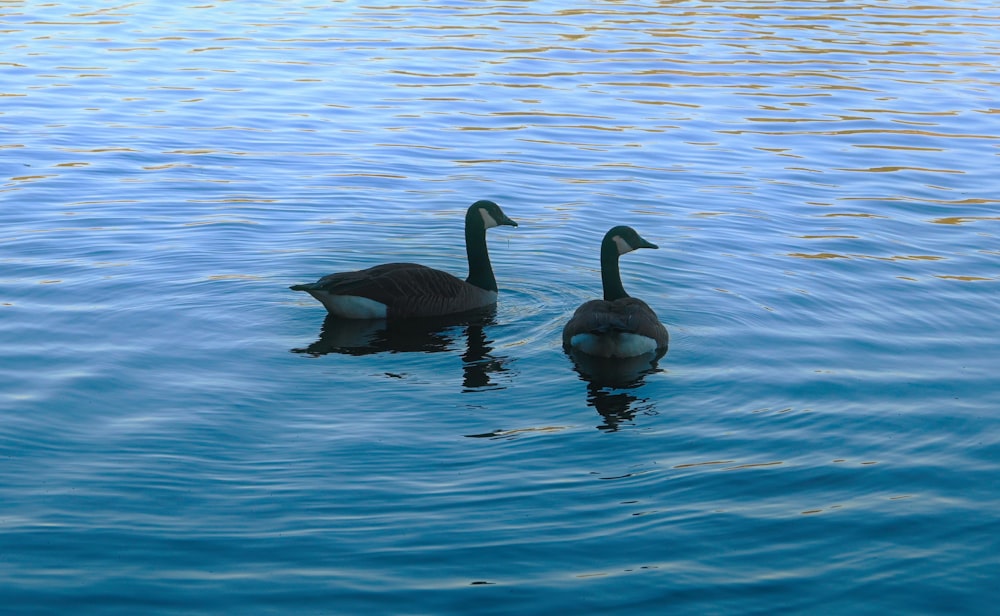 a couple of ducks floating on top of a lake