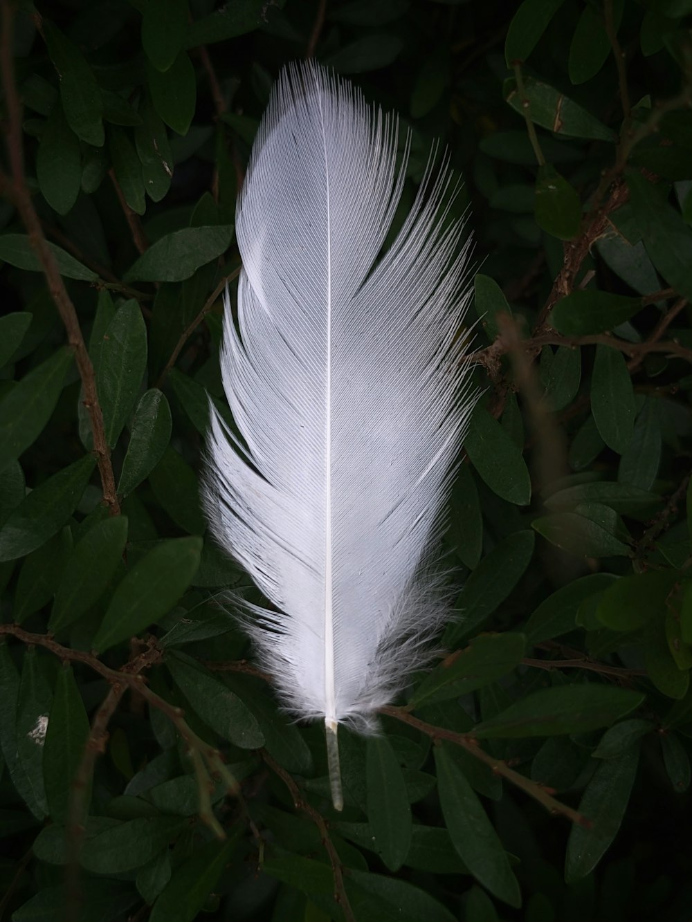 a white feather sitting on top of a tree branch
