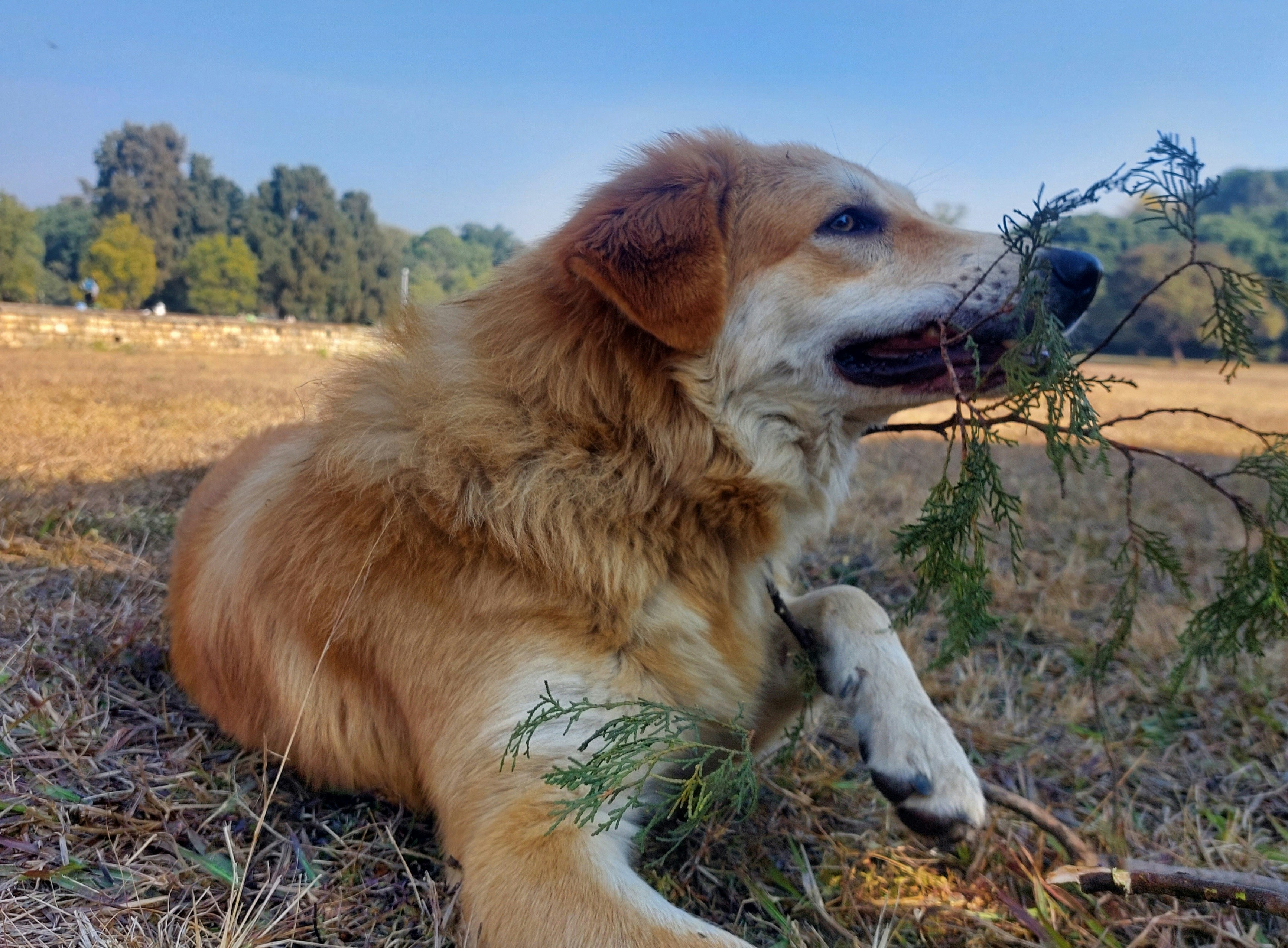 Cão de raça média mastigando petisco natural em ambiente externo, luz natural suave
