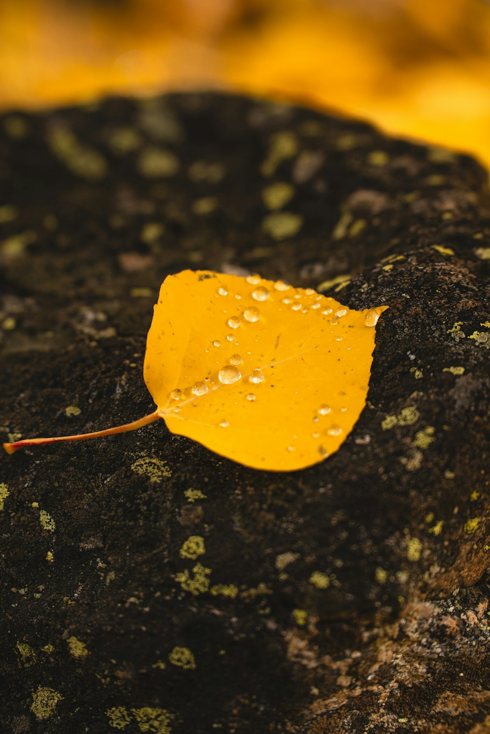 a yellow leaf on a rock with water droplets
