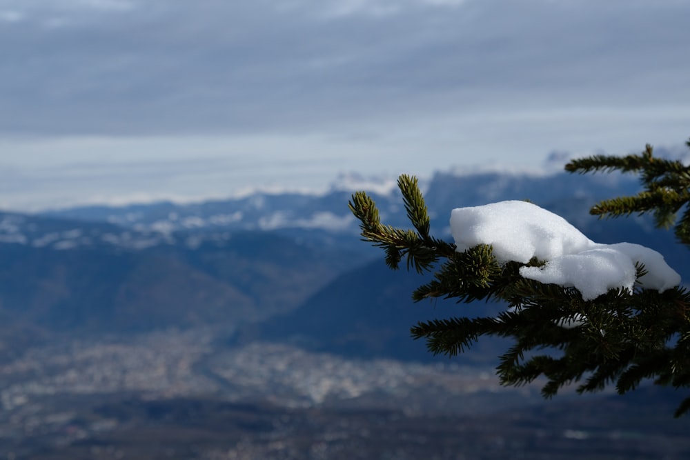 a snow covered pine tree branch with mountains in the background