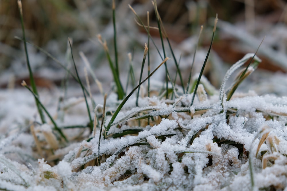 a close up of some grass covered in snow