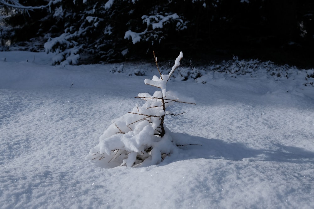 a small tree that is covered in snow