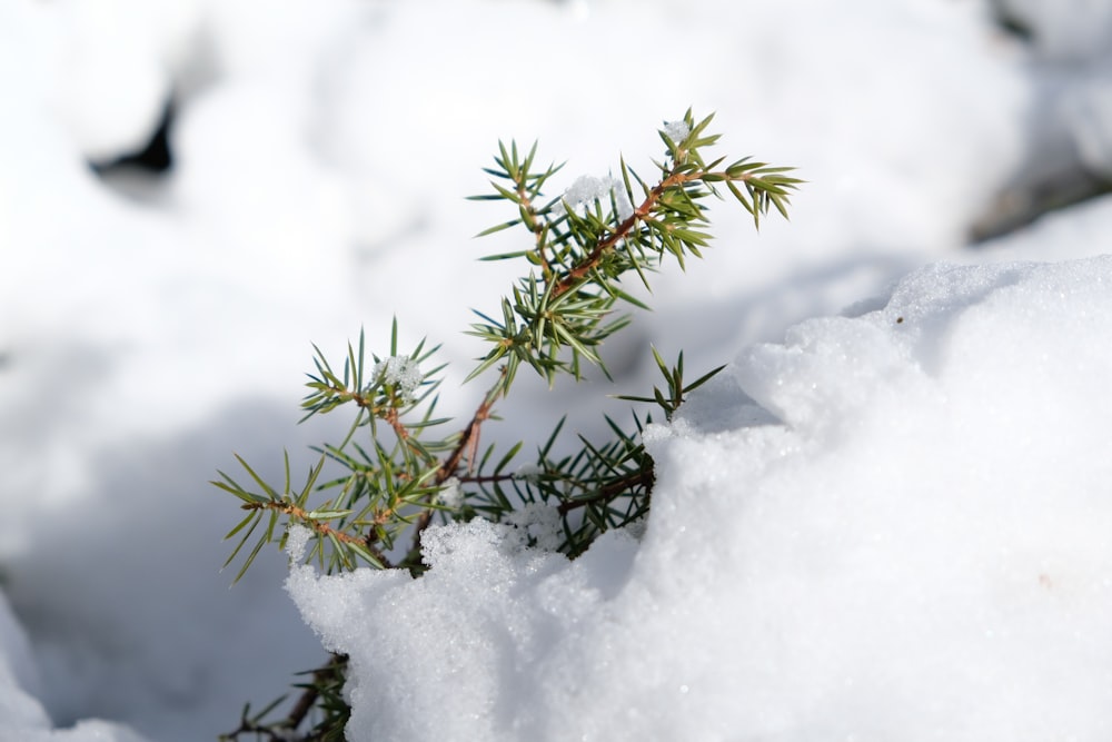 a close up of a tree branch in the snow