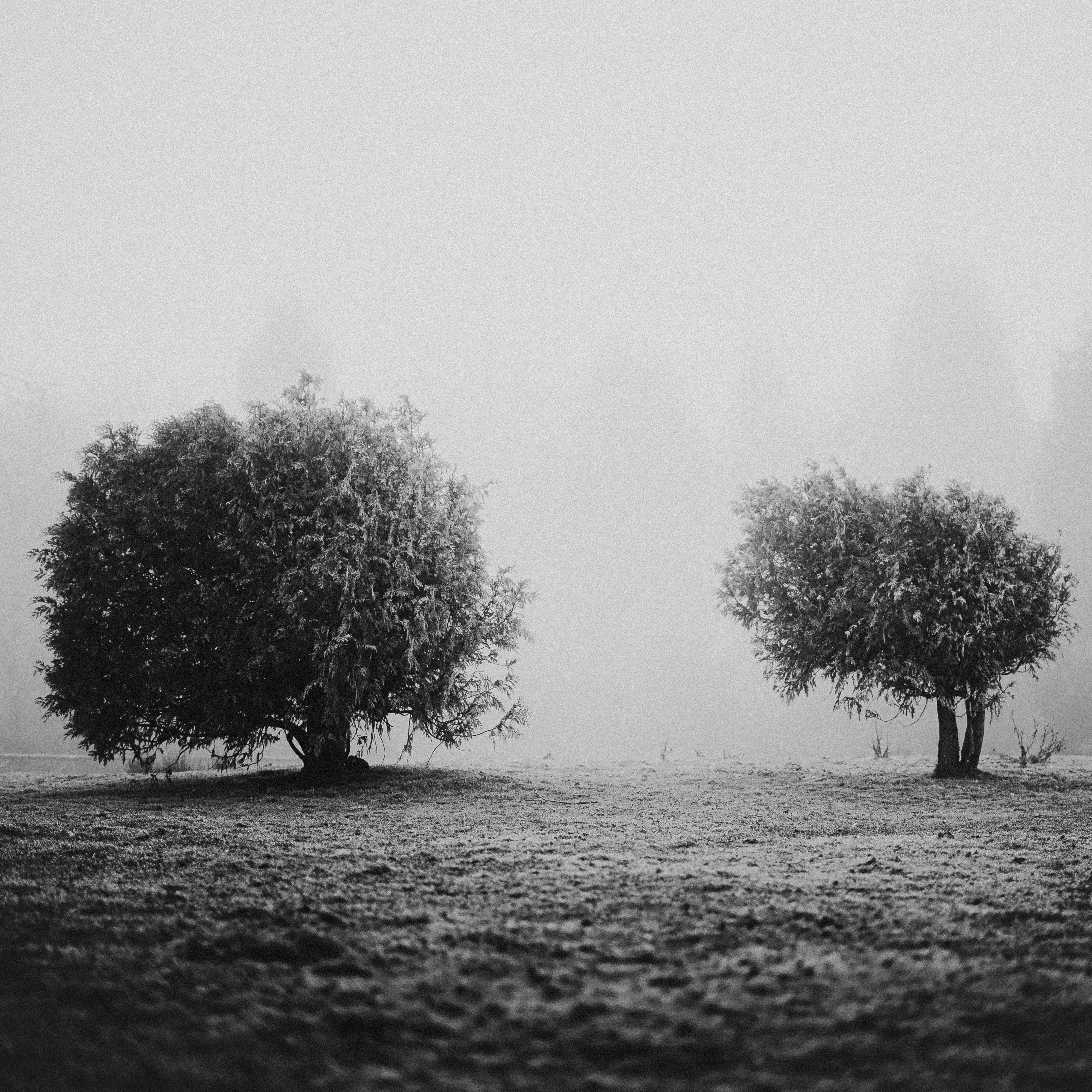 A couple of trees sitting in the middle of a field photo – Free Chão ...