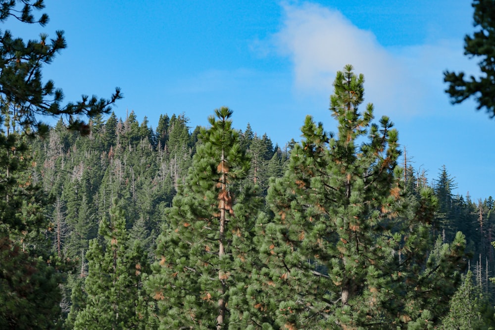 a group of pine trees with a blue sky in the background