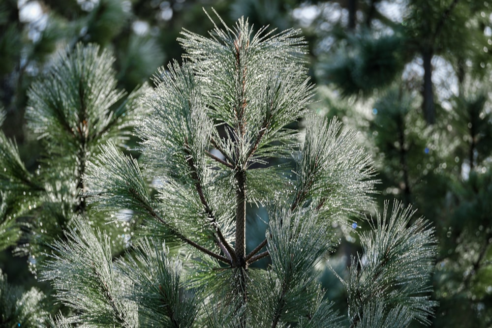 a close up of a pine tree with lots of leaves