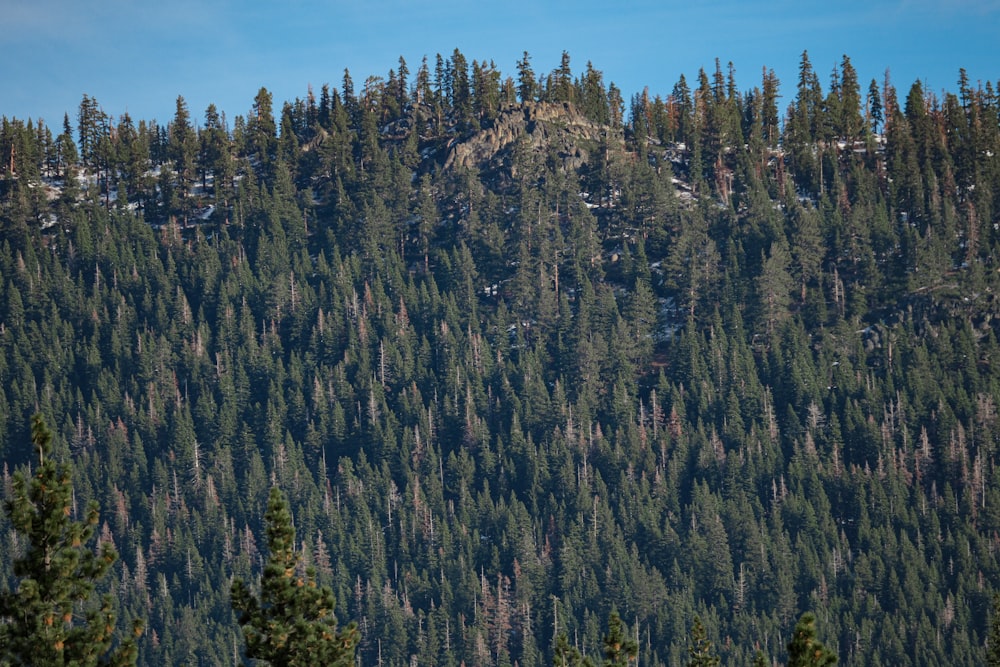 a mountain with lots of trees on it