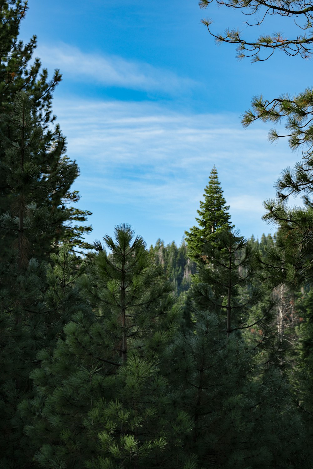 a group of trees in a forest under a blue sky