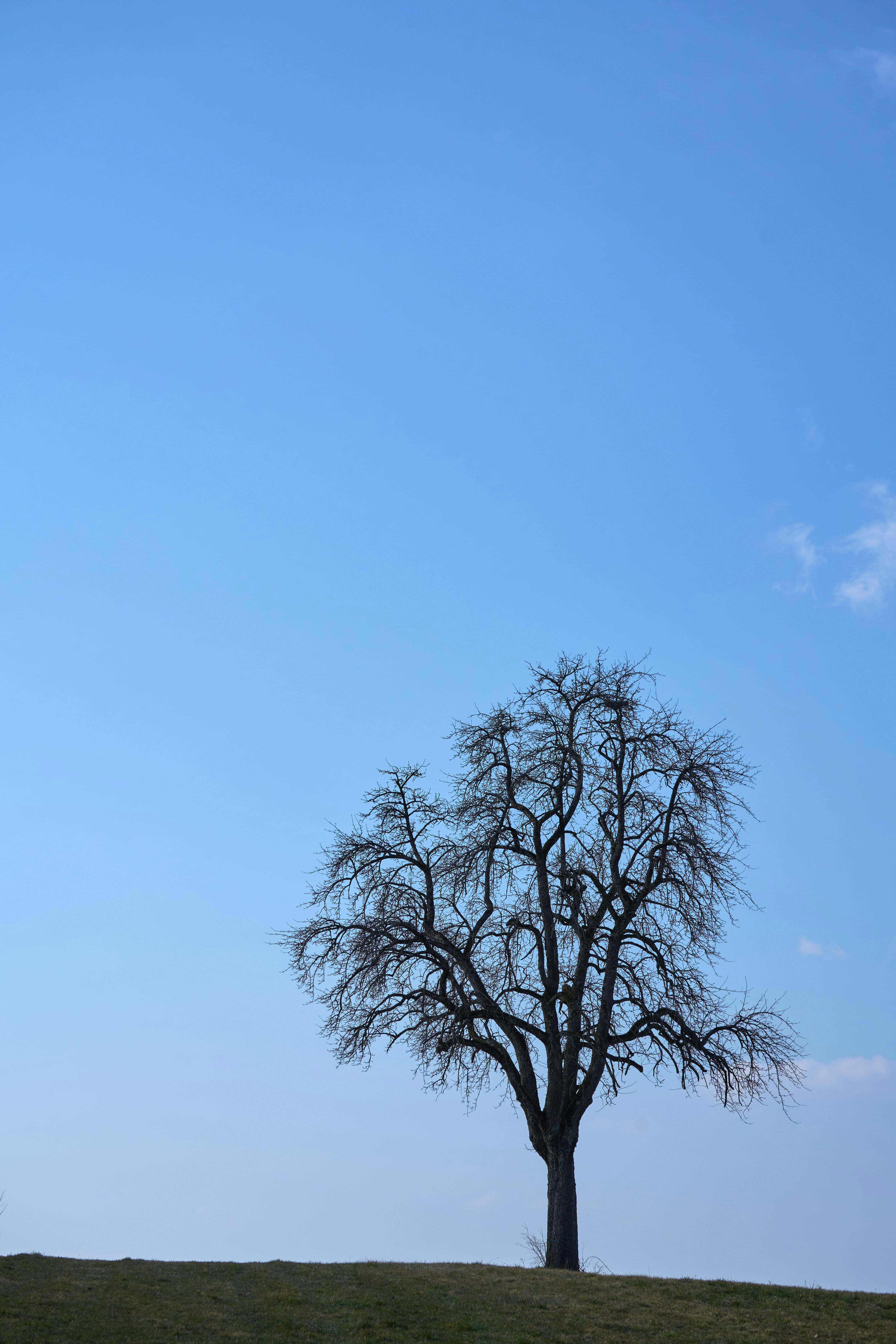 Photo by wolfgang_hasselmann