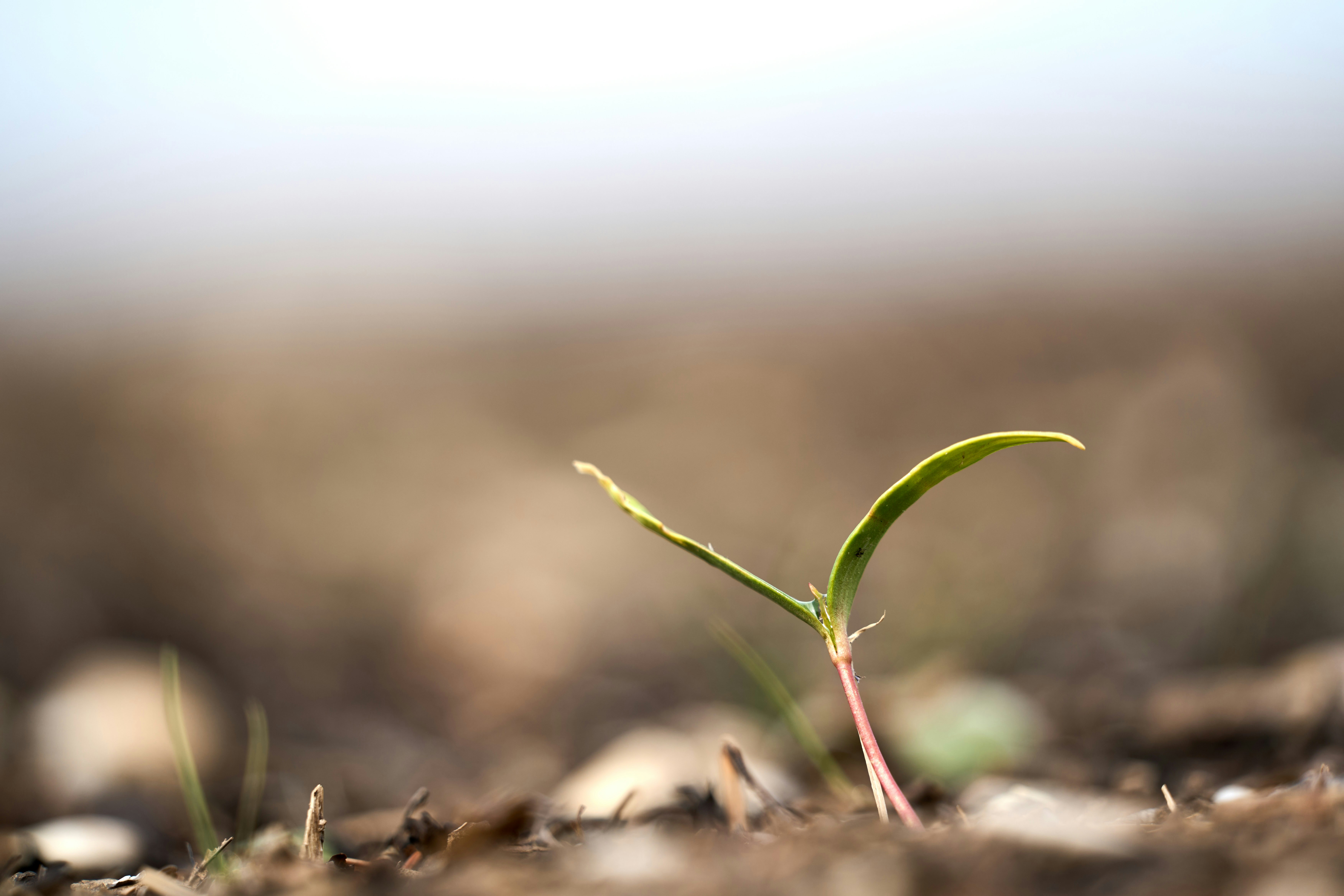 Photo by wolfgang_hasselmann