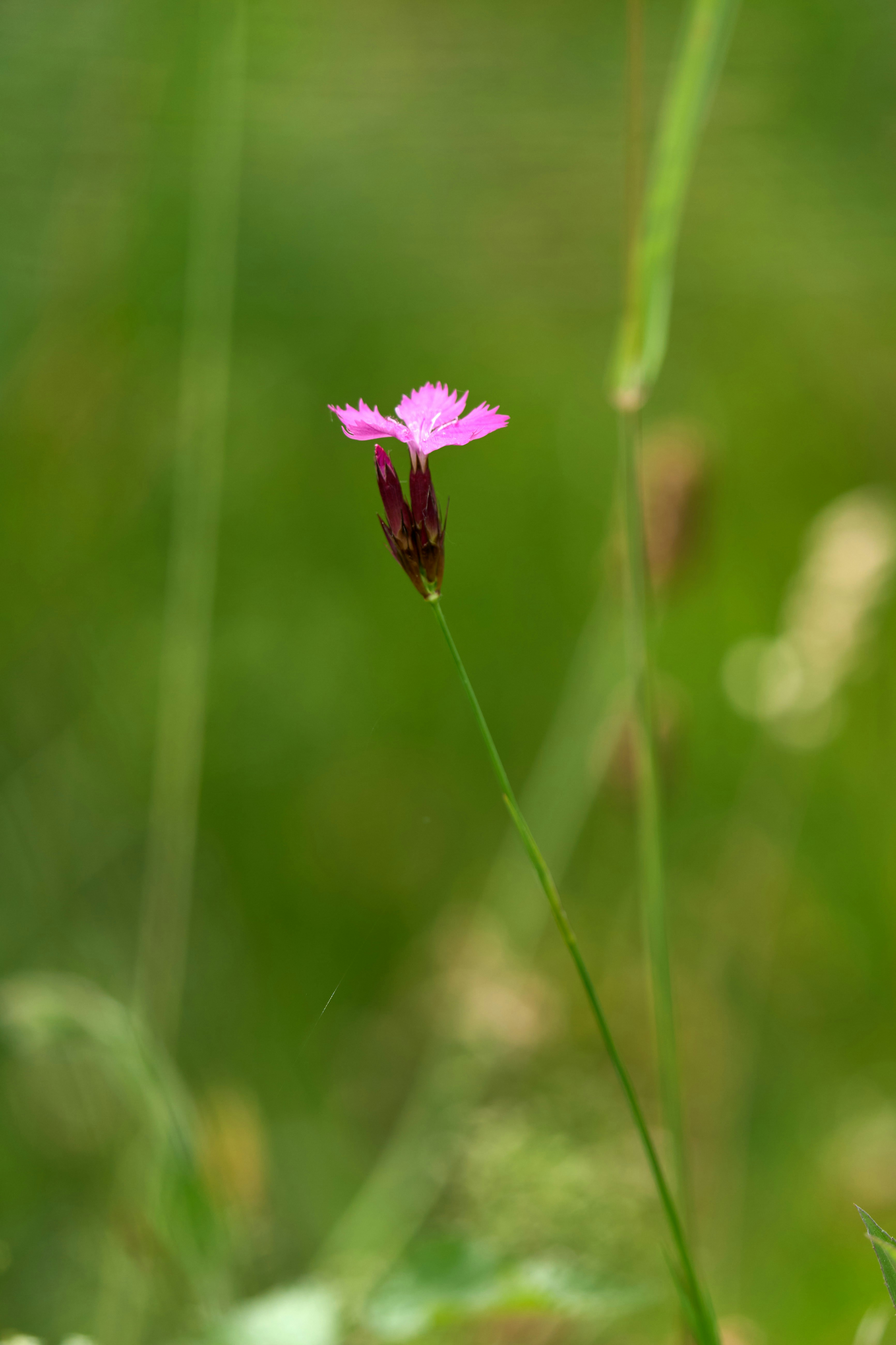 Photo by wolfgang_hasselmann