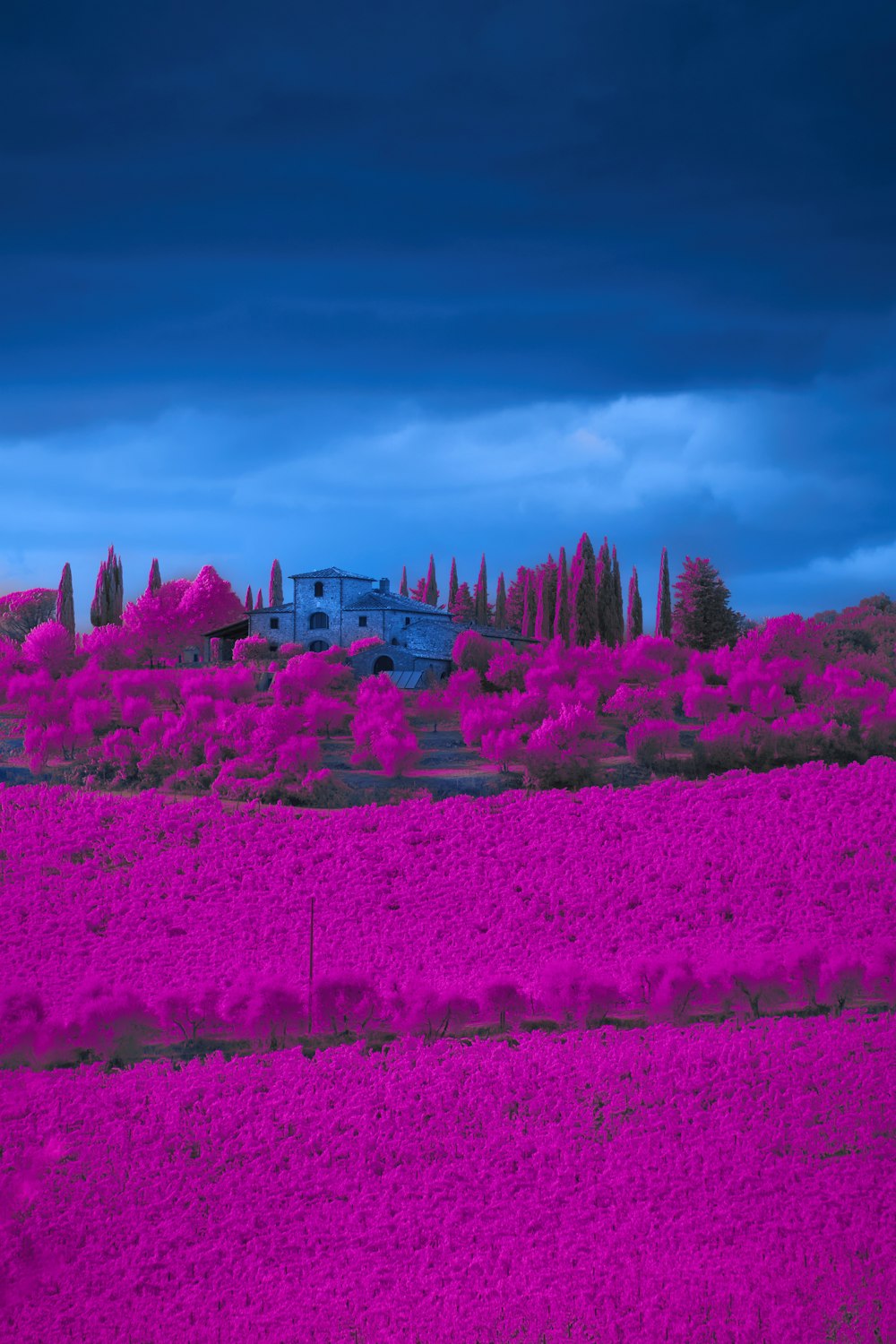 a house on a hill covered in pink flowers