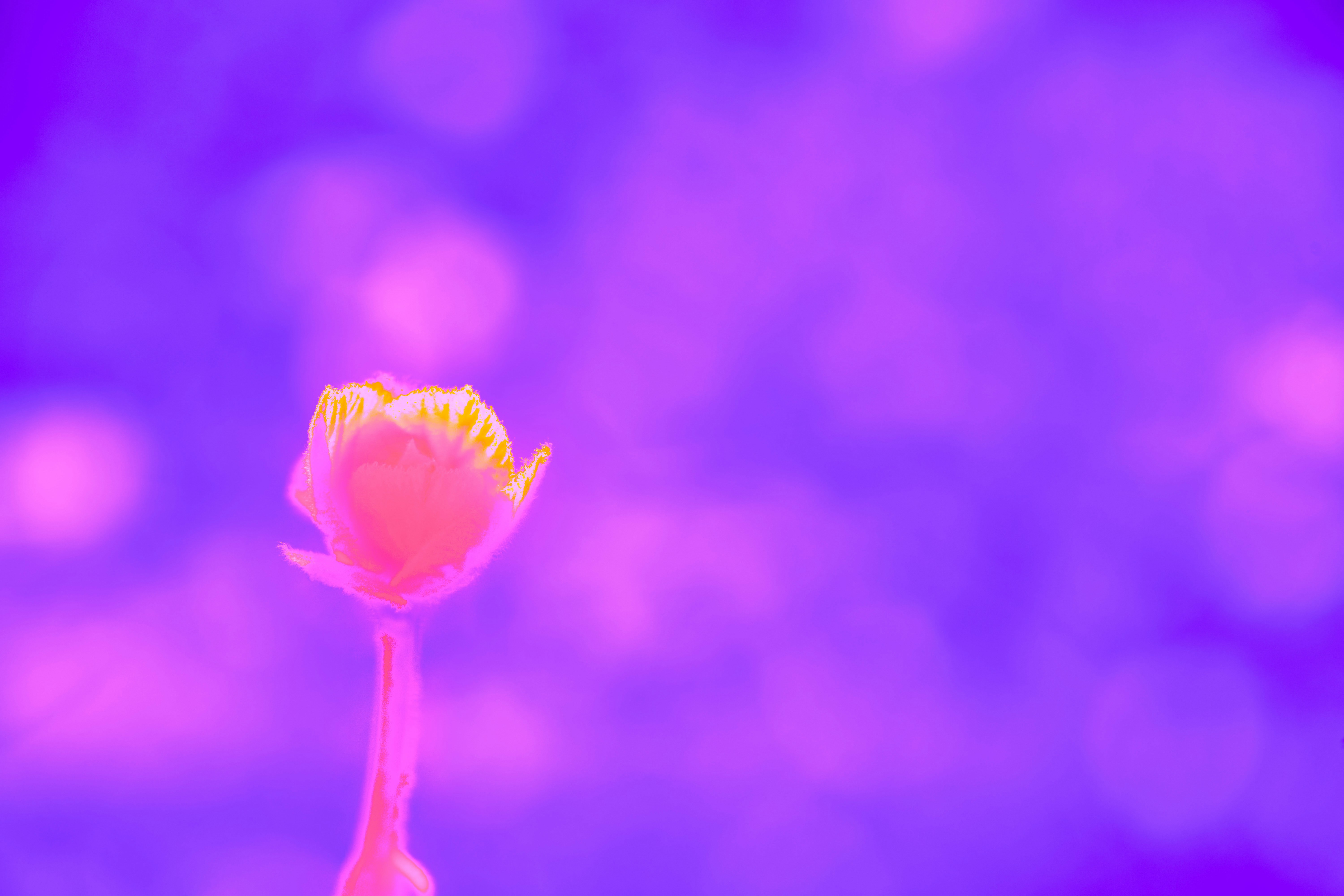 Photo by wolfgang_hasselmann