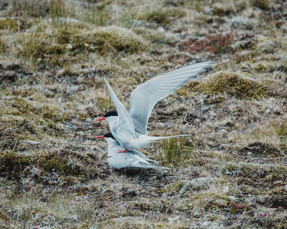 a white and black bird flying over a grass covered field