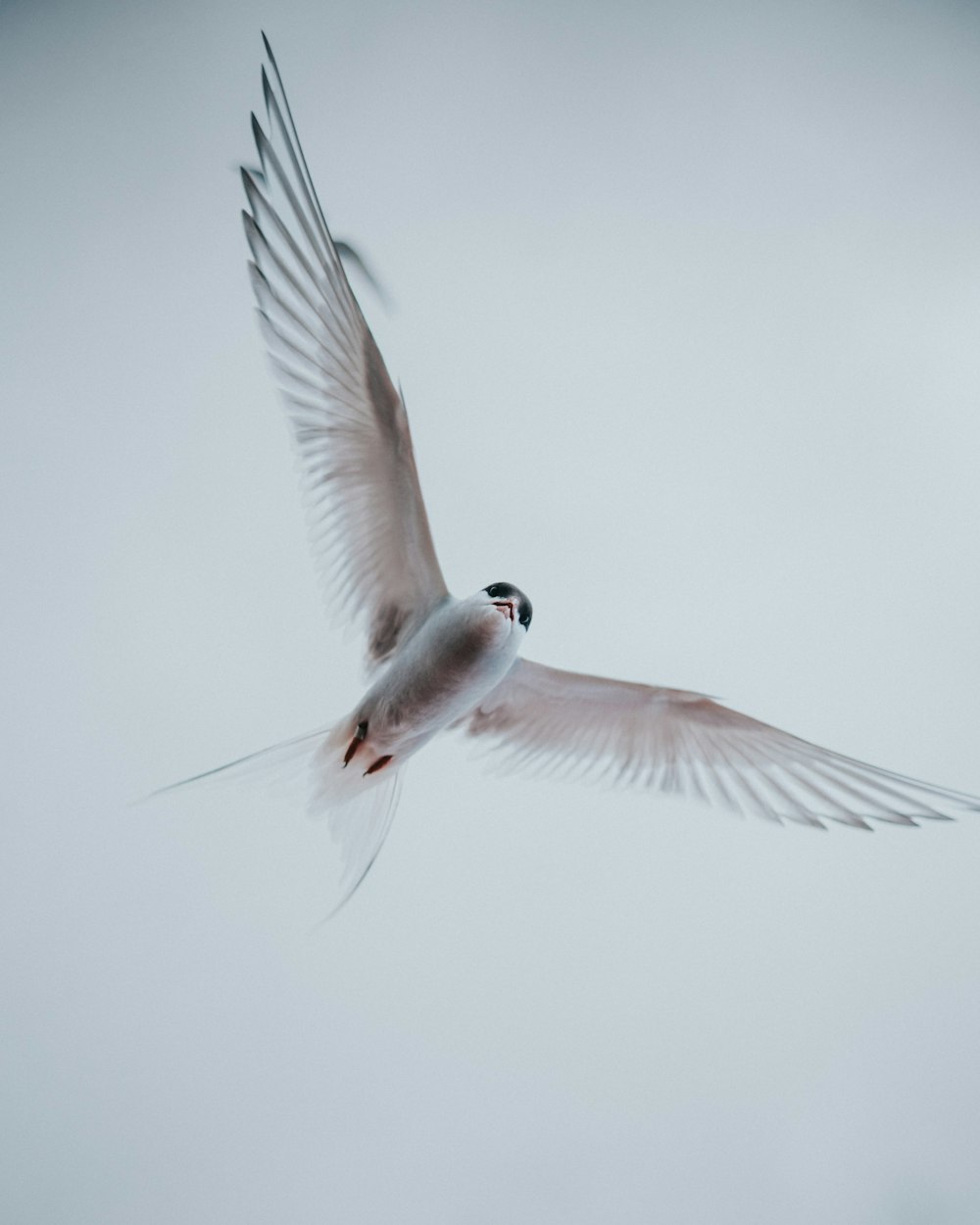 a white bird flying through a cloudy sky