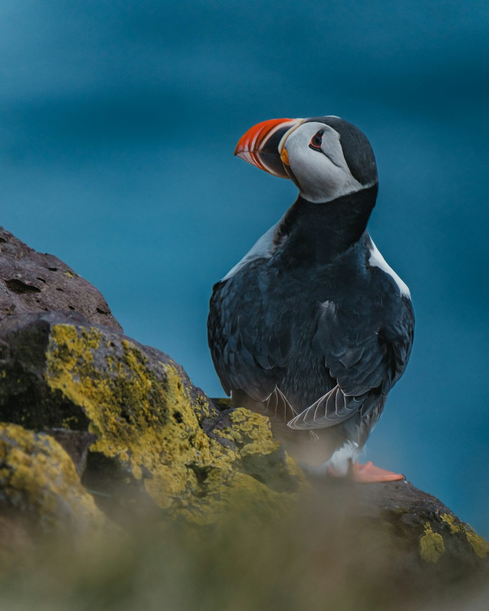 a black and white bird sitting on top of a rock