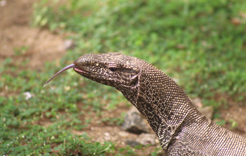 a close up of a lizard on the ground