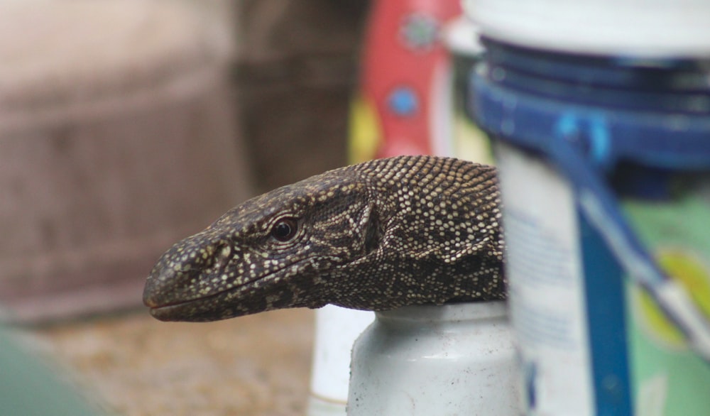 um close up de um lagarto em uma mesa