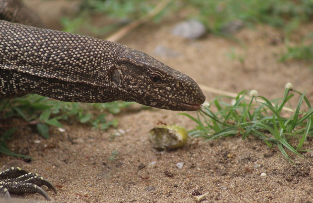 a close up of a lizard eating grass