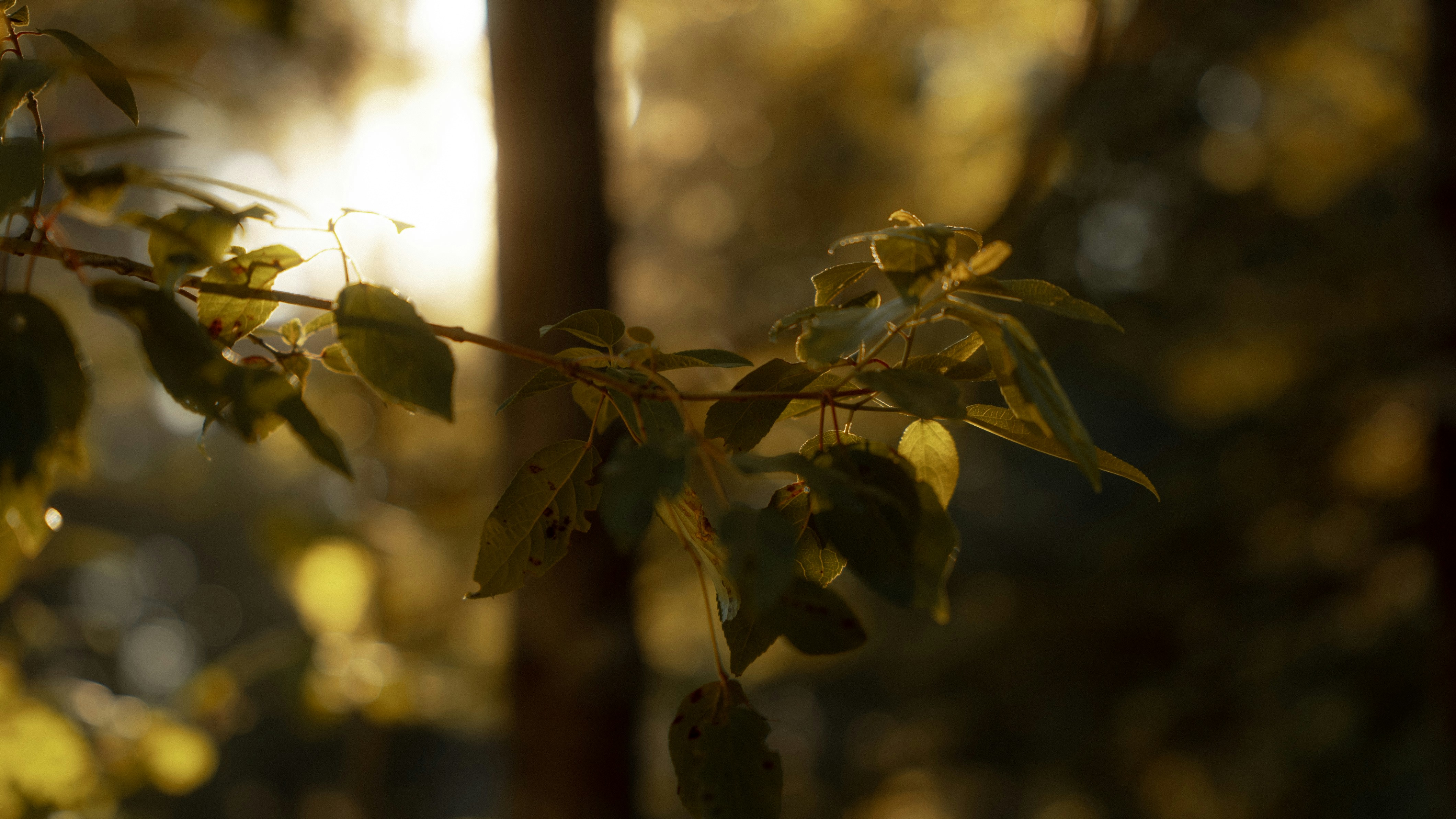 Photo by bryanbrittos