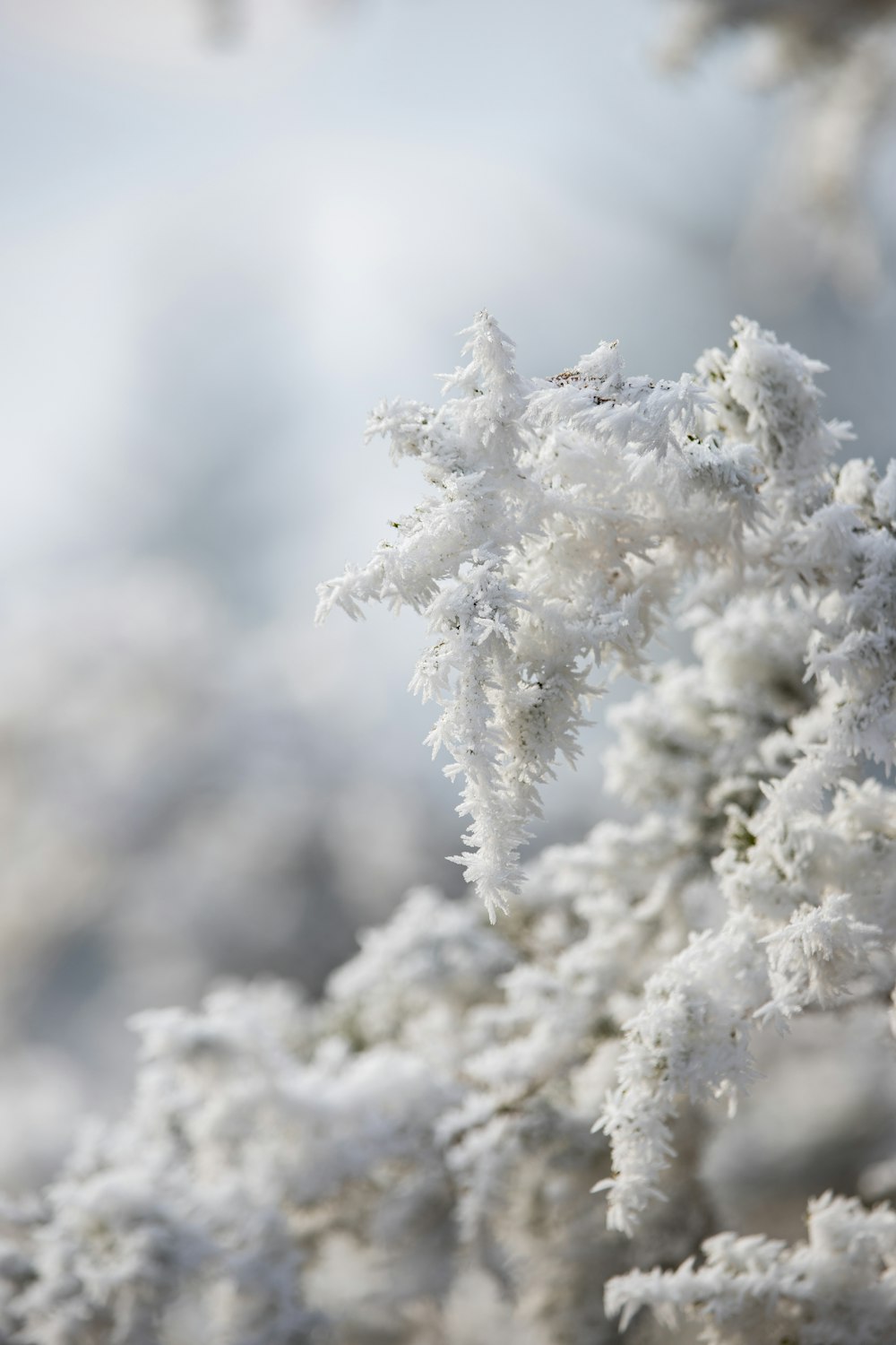 a close up of a tree with snow on it
