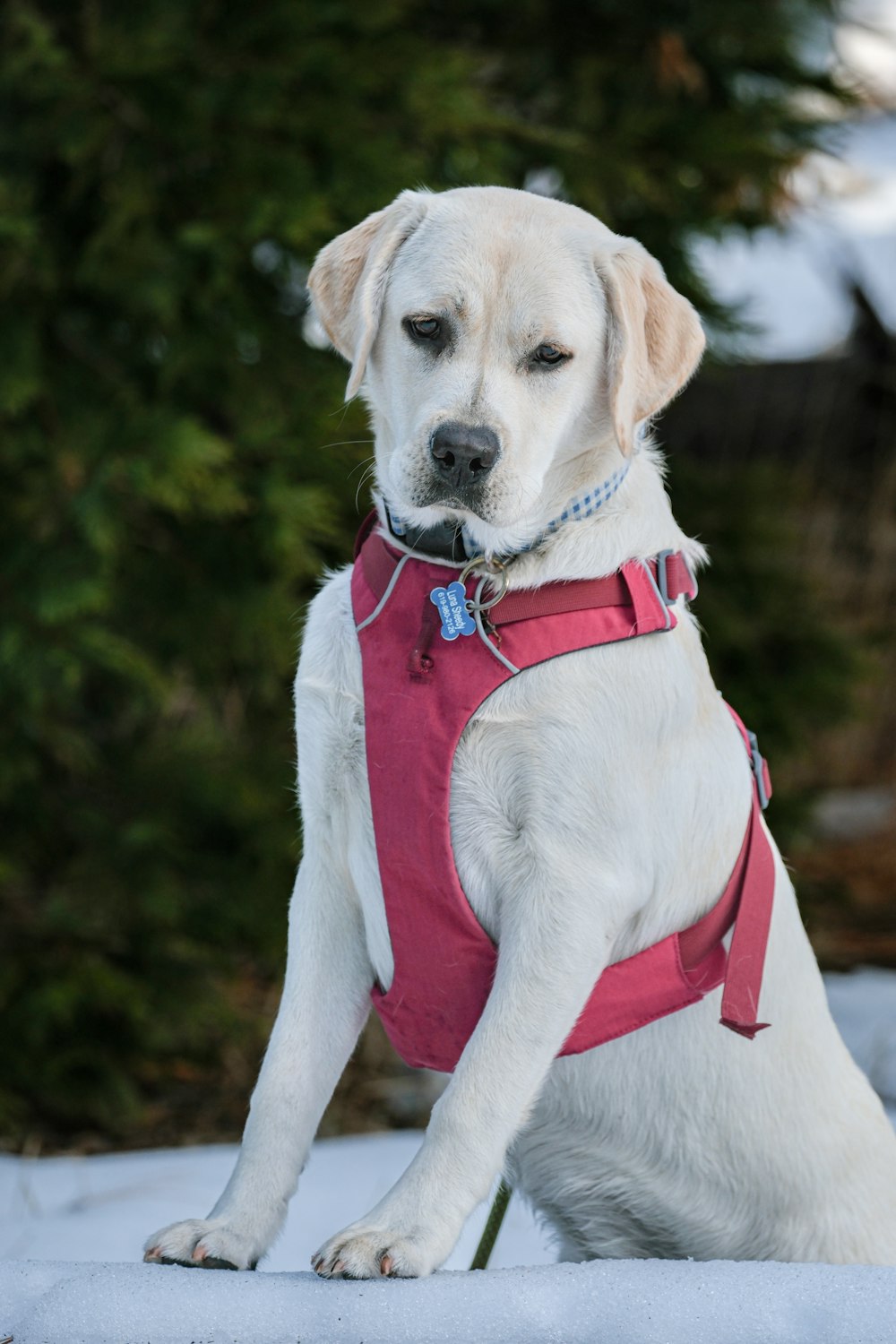 a white dog with a red harness sitting in the snow