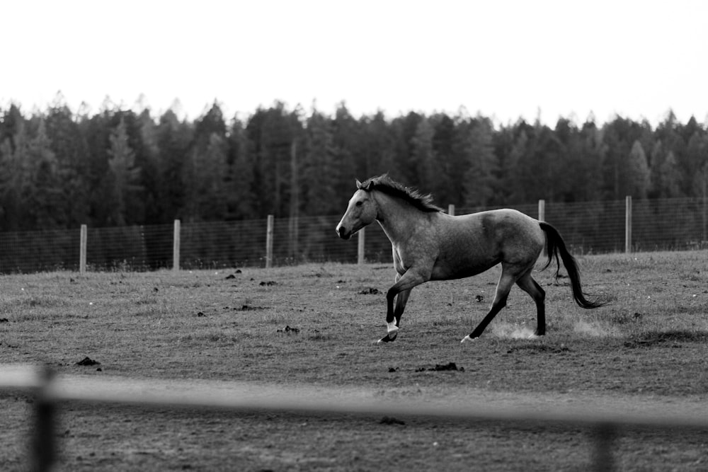 uma foto em preto e branco de um cavalo correndo em um campo