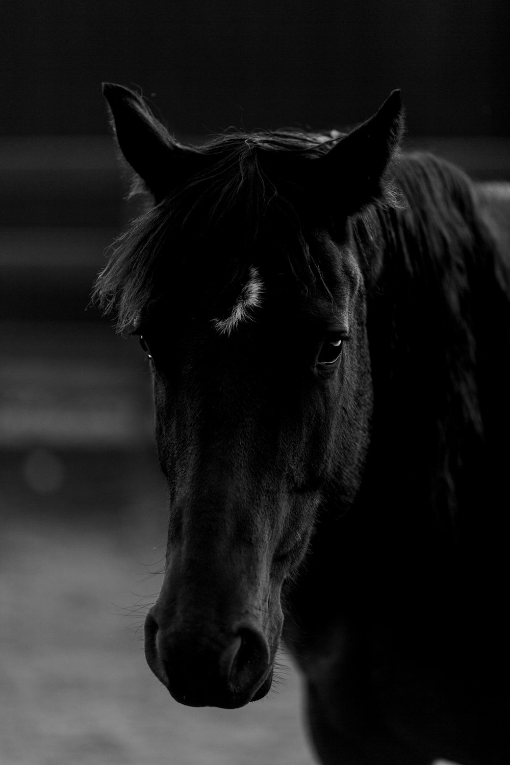 uma foto em preto e branco de um cavalo